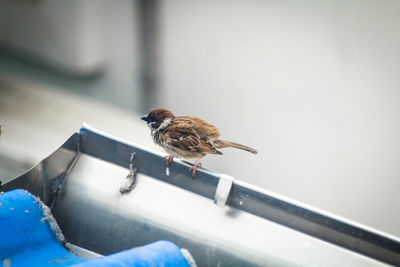 Close-up of a bird