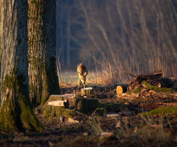 Beautiful roe deer grazing near trees. a beautiful springtime morning scenery.