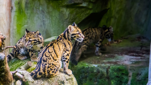 Cats relaxing in zoo