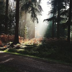 Trees in forest against sky