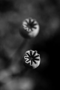 High angle view of flowering plant