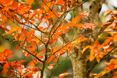 Close-up of maple leaves on tree during autumn