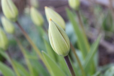 Close-up of flower bud