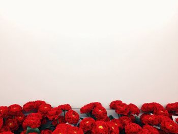 Close-up of red flowers