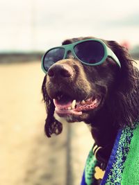 Close-up of dog wearing sunglasses against sky