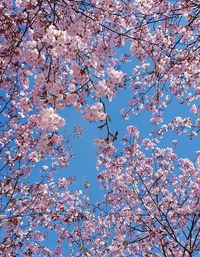 Low angle view of cherry blossoms against sky