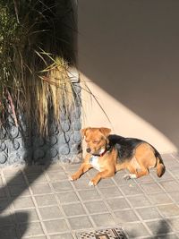 Dog relaxing on tiled floor