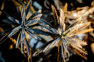 Close-up of frozen plant