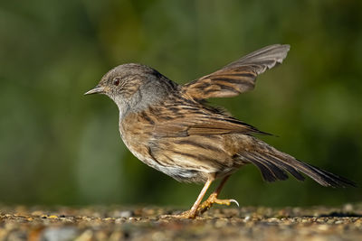 Close-up of bird perching on wood