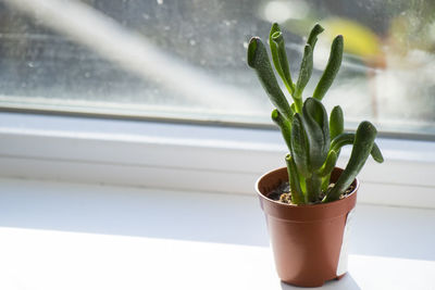 Cassula ovata succulent, money tree close-up