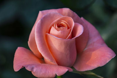 Close-up of pink rose