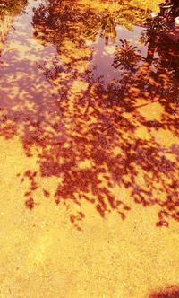 Reflection of trees in water