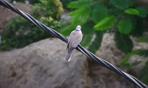bird