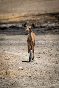 Young female greater kudu crosses rocky ground