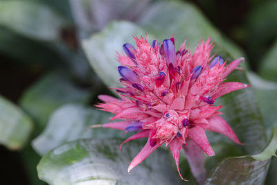 Close-up of pink flower