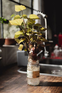 Close-up of vase on table