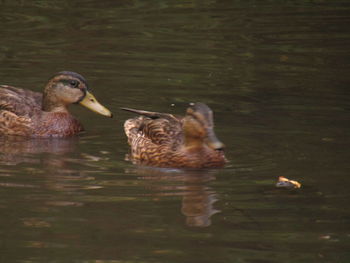 Duck swimming in lake