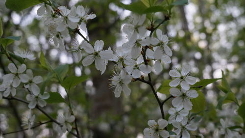 Close-up of white cherry blossoms in spring