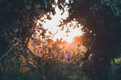 Sun shining through trees during autumn