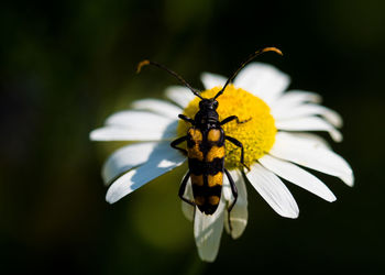 Close-up of butterfly pollinating on white flower