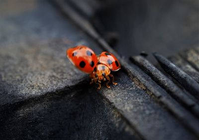 Close-up of ladybug spreading wing in nature