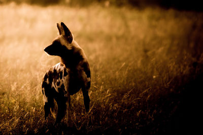 Dog on field at night