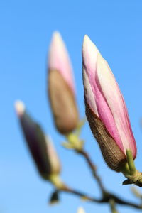 Close-up of pink rose flower bud