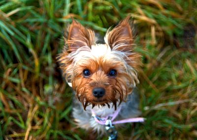 Close-up portrait of dog