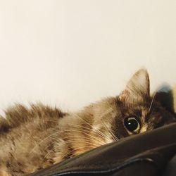 Close-up of a cat