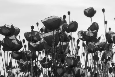 Close-up of plants against sky