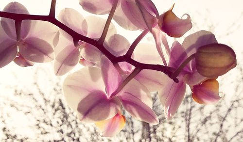 Close-up of pink flower tree against sky