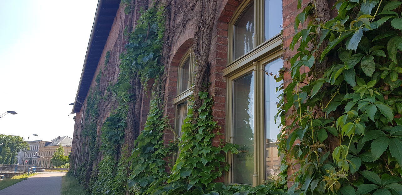 IVY GROWING ON BUILDING