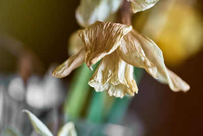 Close-up of white flowering plant
