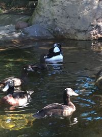 Duck swimming in water