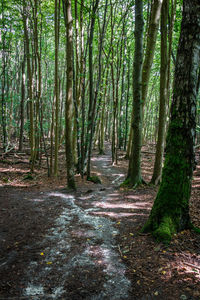 View of trees in forest