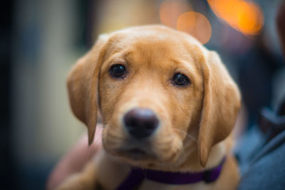 Close-up portrait of dog sticking out tongue