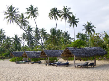 Palms at the beach in sri lanka
