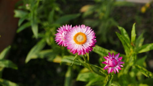 Close-up of pink flowering plant