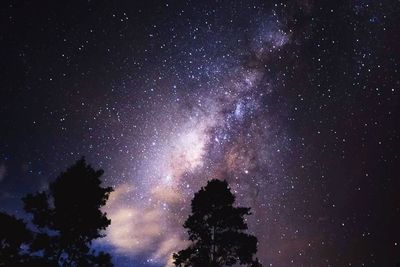 Low angle view of silhouette trees against sky at night