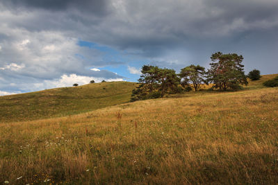 Trees on field against sky