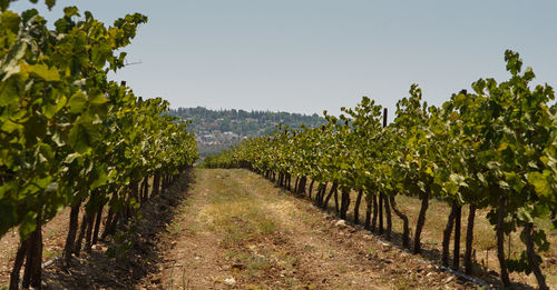 Vineyard against clear sky