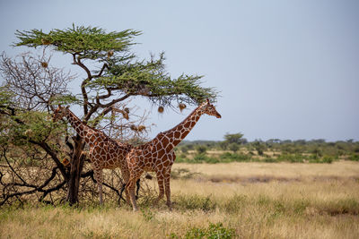 View of giraffe on field against sky