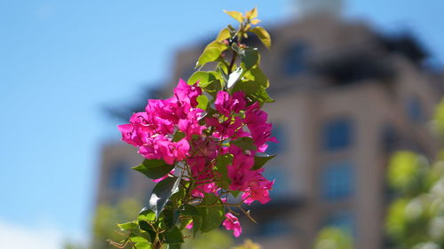 Close-up of pink flowering plant