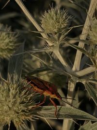 Close-up of insect on flower