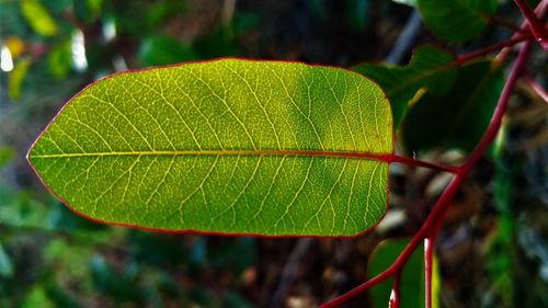 Close-up of fresh green plant