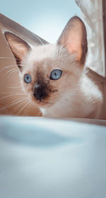 Portrait of kitten