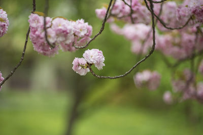 Close-up of pink cherry blossom tree