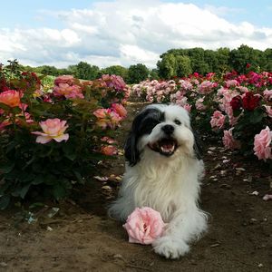 Portrait of a dog