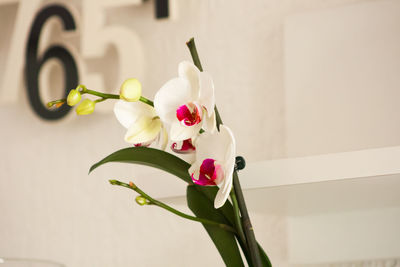 Close-up of white orchids against wall