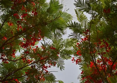 Low angle view of trees against red leaves